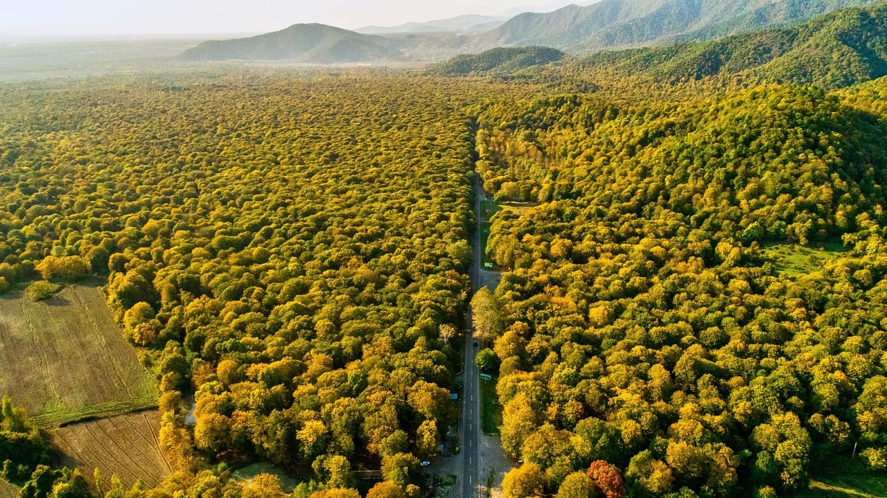 forest-4626959_1280-20250521084414.jpg